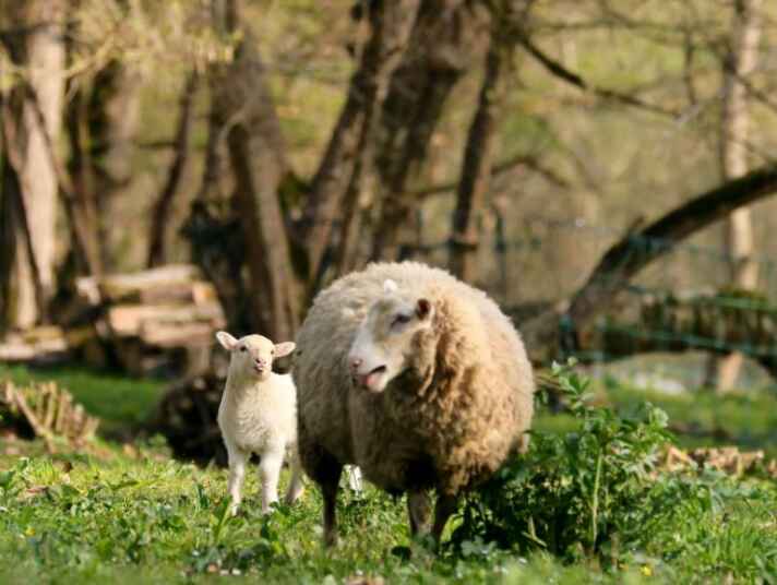 Moutons & agneaux